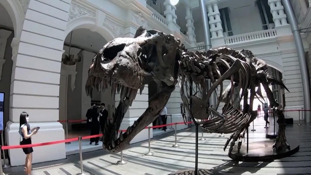 Would you like to have a tyrannosaurus at home?  Now it is possible