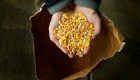 ¿Por qué subió el precio del trigo y el maíz?