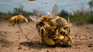 La fotógrafa estadounidense Karine Aigner se acercó a un grupo de abejas que competía para aparearse. "El gran rumor" fue capturado en el sur de Texas.