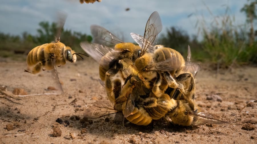 La fotógrafa estadounidense Karine Aigner se acercó a un grupo de abejas que competía para aparearse. "El gran rumor" fue capturado en el sur de Texas.
