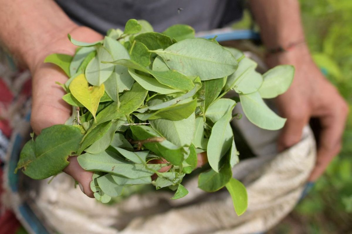 Los Cultivos De Coca En Colombia Alcanzaron A Niveles Históricos En 2021