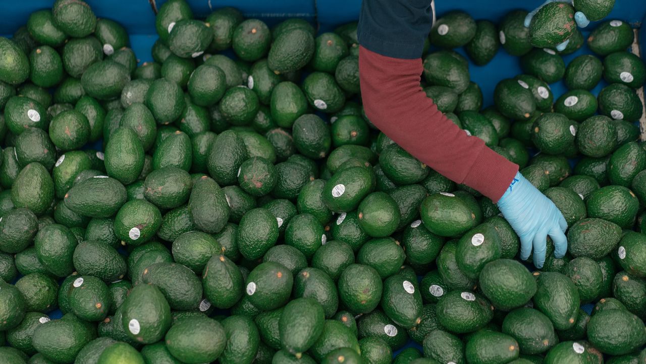 the price of avocados