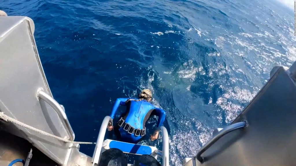 Una buceadora se topó con la boca de un tiburón al saltar al agua