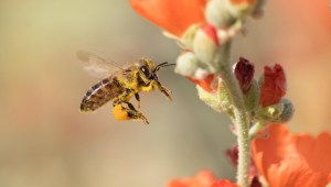 ¿Cómo la tecnología podría salvar a las abejas?