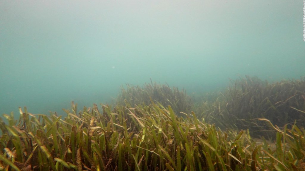 Scientists seek to recover seagrass meadows