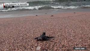 Liberan tortugas en playa Los Cóbanos en El Salvador