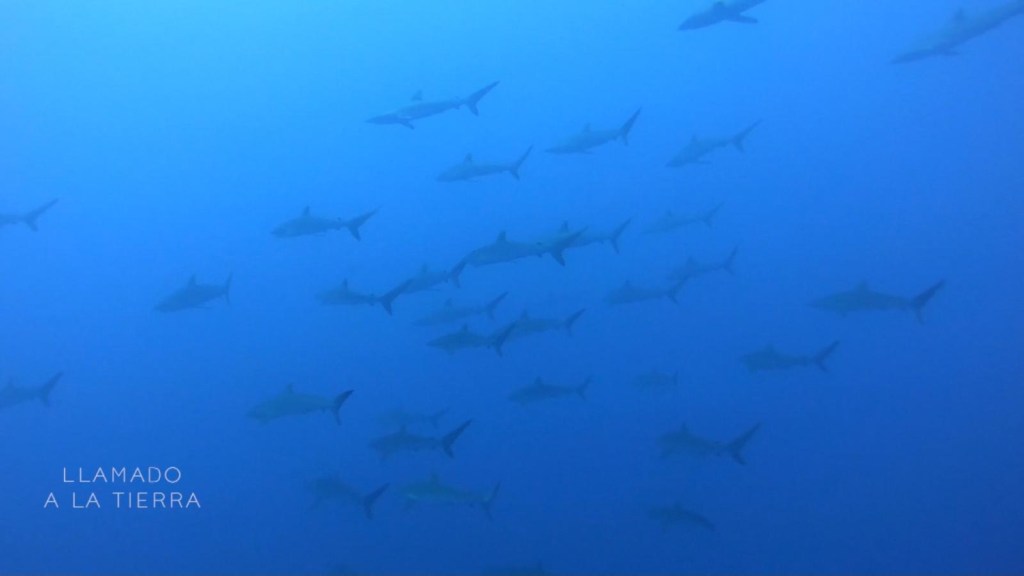 Ya no pescan tiburones, ahora se dedican al turismo ecológico