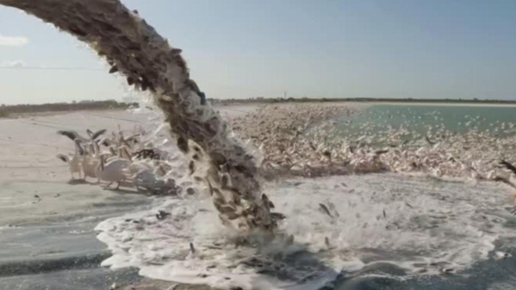 Tons of fish were thrown at pelicans in Israel