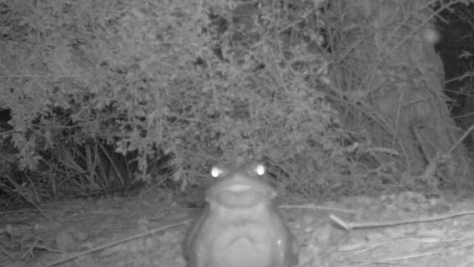 Black and white motion sensor camera capture of a Sonoran Desert Toad in Organ Pipe Cactus National Monument, Arizona.