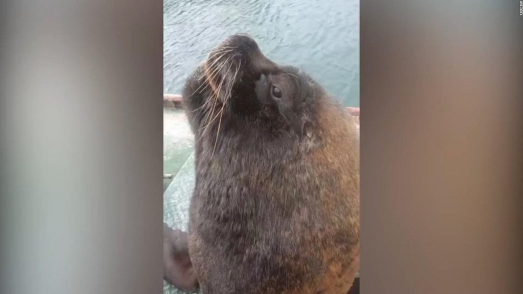 The curious friendship between an Argentine sailor and Coco, a sea lion