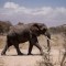 Mueren cientos de animales en Kenia por sequía