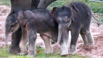 Elefantes asiáticos gemelos nacen en el zoológico de Syracuse