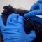Arrestan a dos mujeres que llevaban cocaína en extensiones de cabello