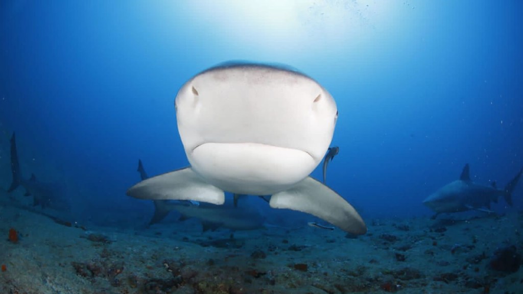 Los tiburones toro tienen una reputación temible, pero los ataques a humanos son raros.  (Foto: Sharks Friends centro de buceo, Playa Santa Lucía, Cuba)