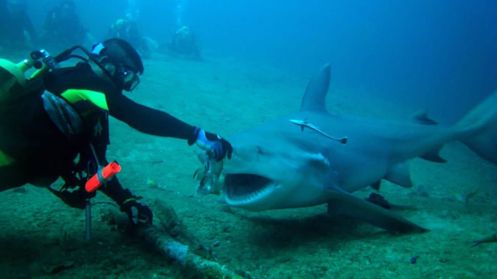 (Foto: Sharks Friends centro de buceo, Playa Santa Lucía, Cuba)
