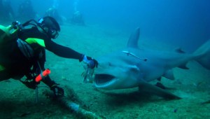 (Foto: centro de buceo Sharks Friends, Playa Santa Lucía, Cuba)