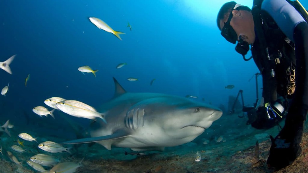 Cuba quiere proteger a sus tiburones y aprovechar un encuentro cercano.  (Foto: Sharks Friends centro de buceo, Playa Santa Lucía, Cuba)