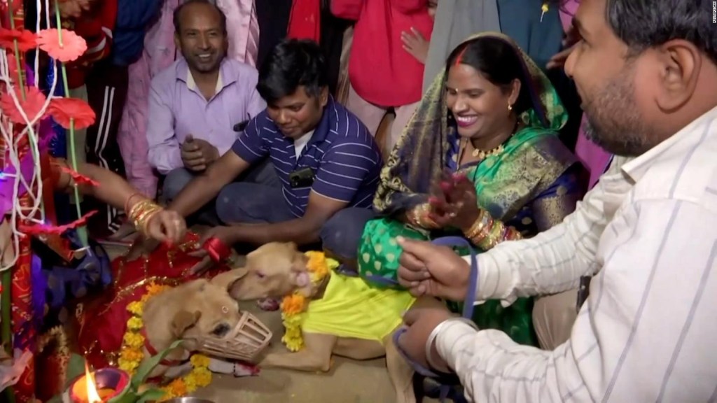 Watch the curious wedding of two dogs in North India