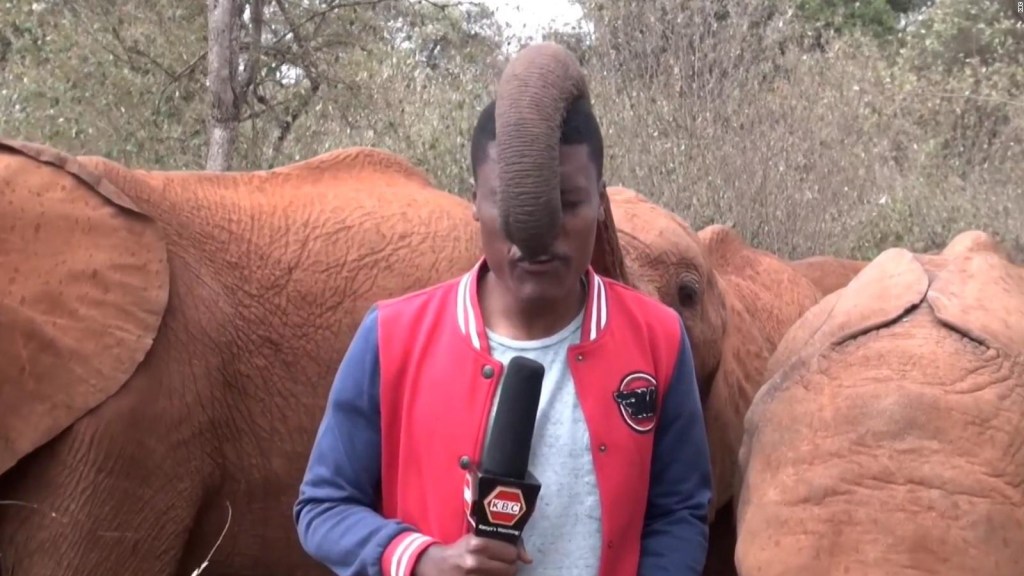 Watch this little elephant interrupt a reporter