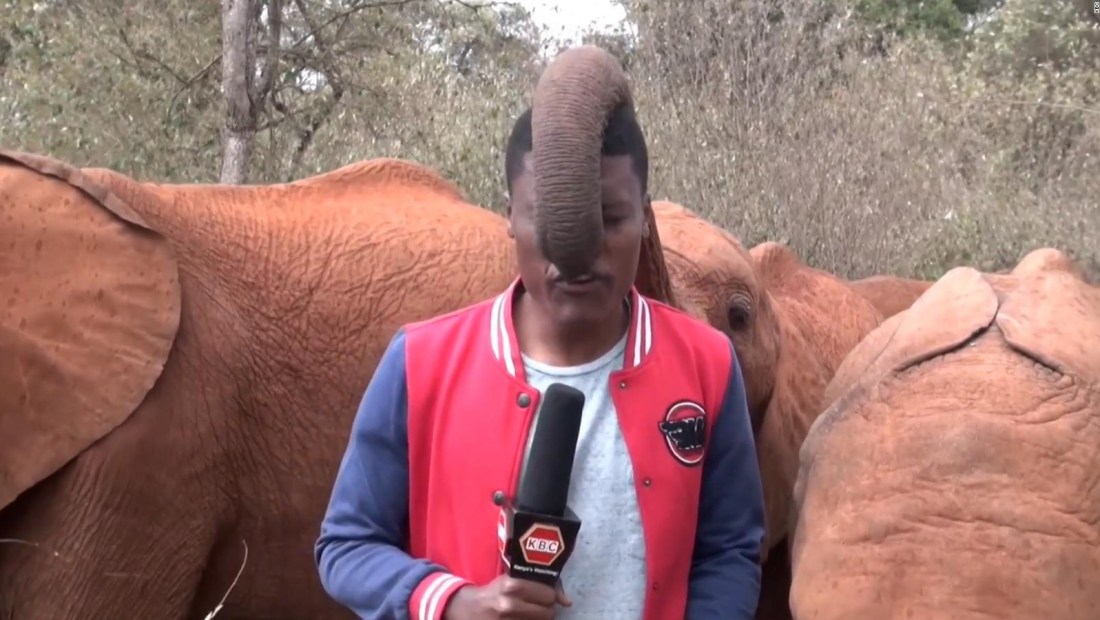Mira a esta pequeña bebé elefanta interrumpir a un reportero