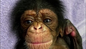 Así fue el reencuentro entre una madre y su bebé chimpancé después de nacer por cesárea