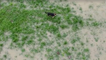 El momento en el que un perro queda atrapado en una inundación en Kosovo