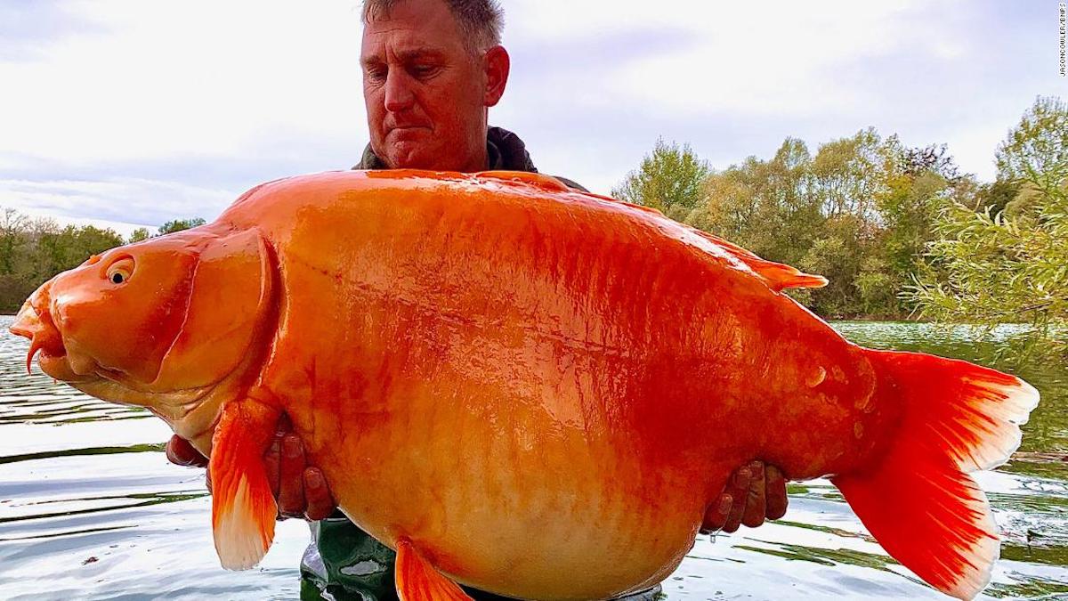 brillo Íntimo maceta Pescador captura un pez dorado de 30 kilos