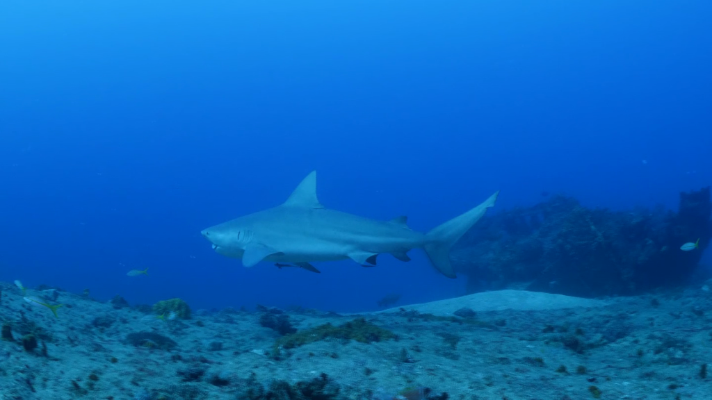 Now you can swim with sharks without a cage in Cuba