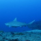 Ahora puedes nadar con tiburones sin jaula en Cuba
