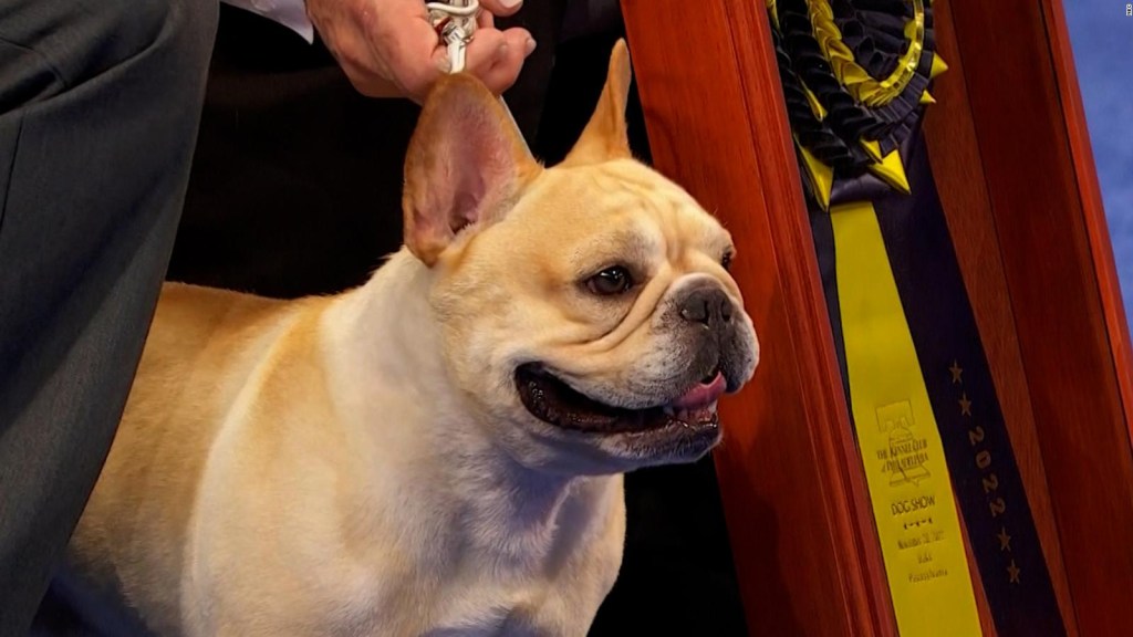 Bulldog francés gana Exposición Canina Nacional en EE.UU. y hace historia