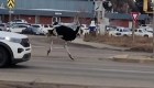 Mira a estas avestruces huir de la policía y su granjero