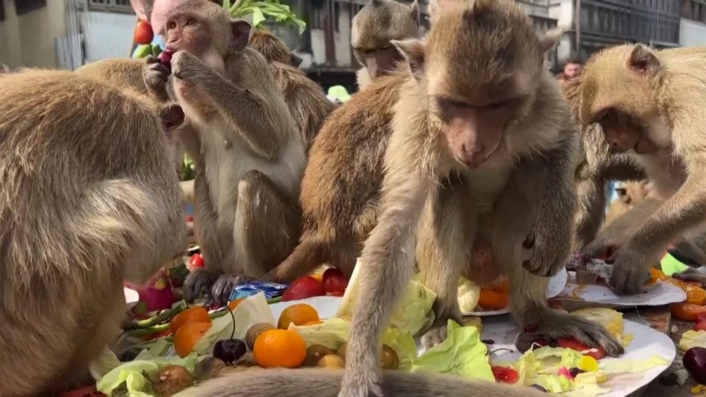 Volunteers and tourists give fruits and vegetables to street monkeys in Thailand