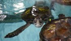 Mira cómo tratan a tortugas marinas aturdidas por el frío