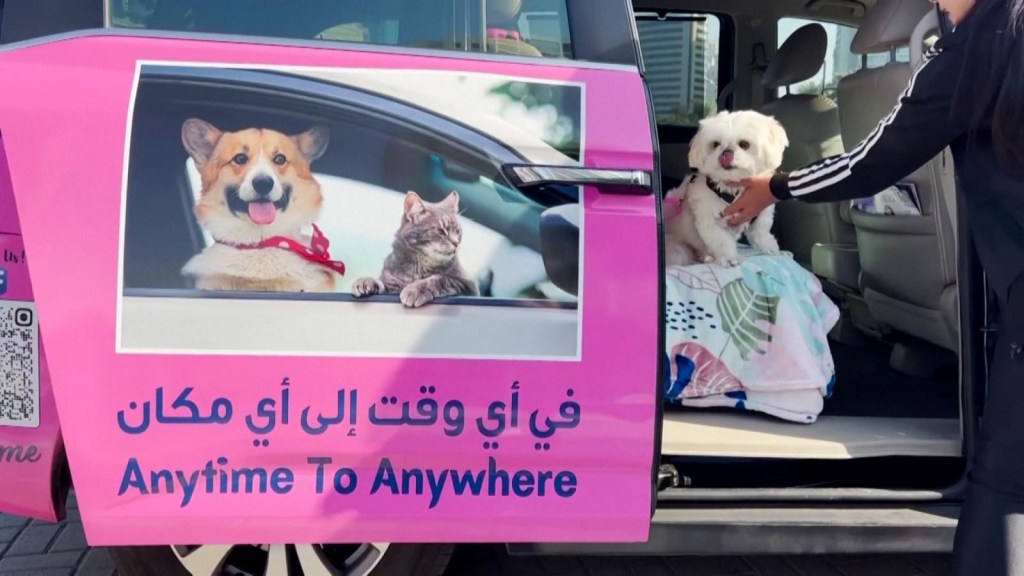 Taksówka w Dubaju oferuje usługi dla zwierząt