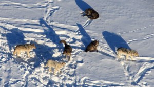 lobos parásitos toxoplasmosis