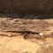 Encuentran momias con lenguas de oro en Egipto