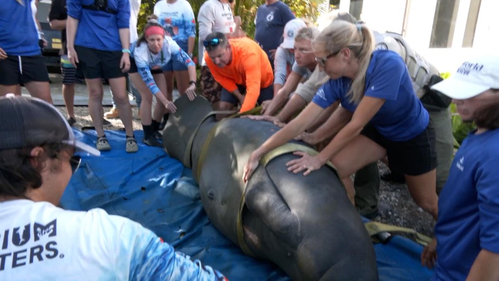 This was the return to the sea of ​​three manatees recovered in Florida