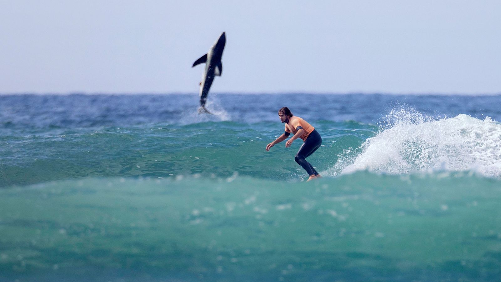Mira el 'photobomb' de un gran tiburón blanco a un surfista