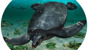 Basándose en el examen de los fragmentos de huesos, los científicos han estimado que la especie de tortuga marina recién identificada medía 3,7 metros.