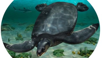 Basándose en el examen de los fragmentos de huesos, los científicos han estimado que la especie de tortuga marina recién identificada medía 3,7 metros.