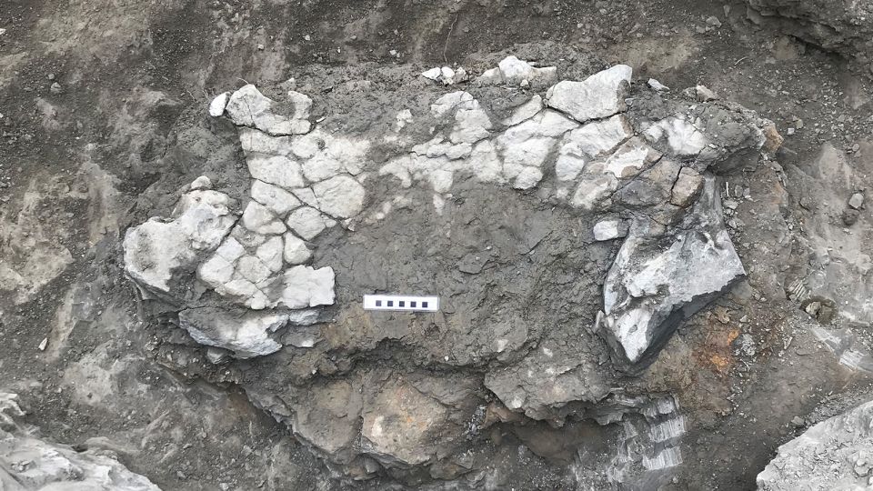 Fragmentos de la pelvis y el caparazón de la tortuga gigante hallados en las excavaciones del norte de España.