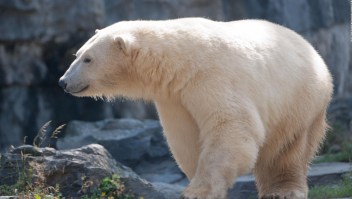 Solo quedan 618 osos polares en Canadá, según reporte