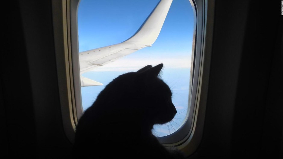 gatos aviones alergia