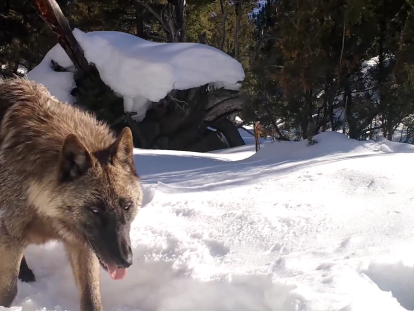 Lobos: tema, información y noticias Lobos | CNN