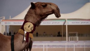 Qatar, escenario de la "Copa del Mundo" para el camello más bello