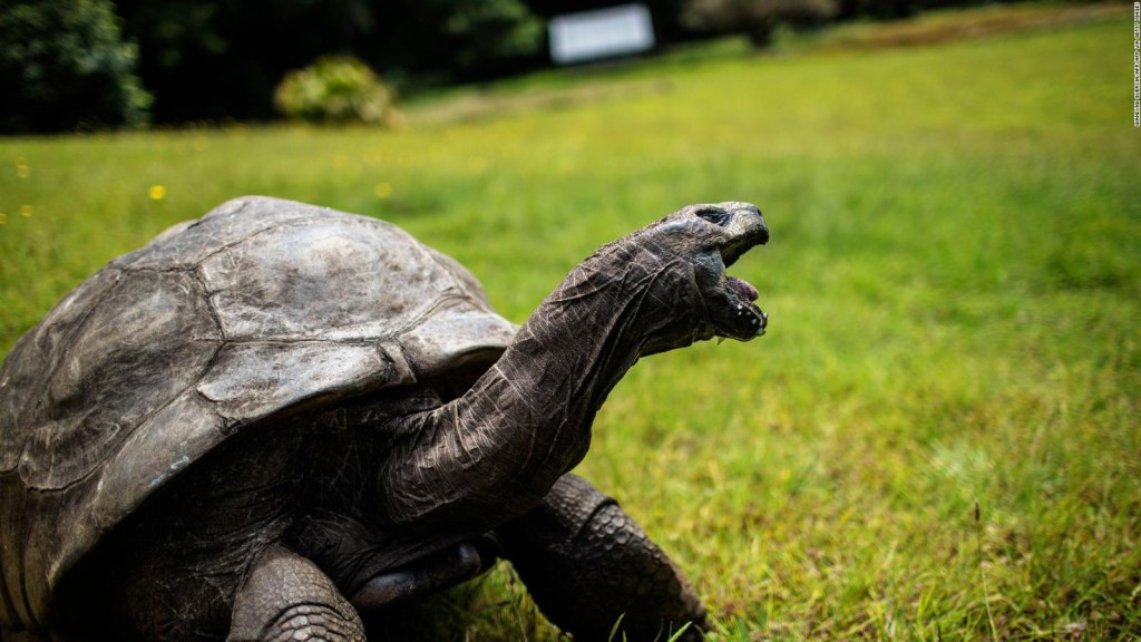 Gigantyczny żółw ma 190 lat