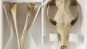 cráneo tigre de tasmania tilacino