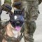 Turquía envía perros detectores de bombas a Qatar