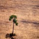 La Unión Europea limitará productos vinculados a la deforestación