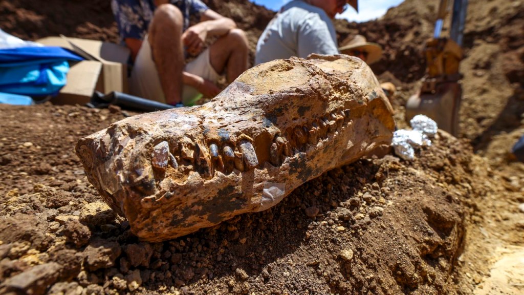 Cráneo del plesiosaurio de 100 millones de años hallado en Queensland, Australia. (Foto: Museo de Queensland)